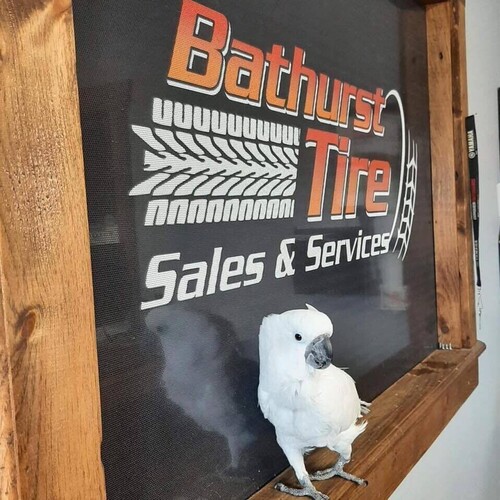 Medium bathurst tire sales   service