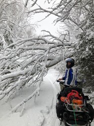 This tree was removed. Trail 23 out of Nepisigui